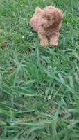 Lucky, a male Poodle - Toy  for sale in Clarksville, TN – 4 of 5