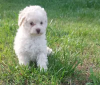 Phoebe , a female Poodle - Toy  for sale in Clarksville, TN – 2 of 4