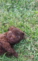 Godiva , a female Poodle - Toy  for sale in Clarksville, TN – 4 of 4