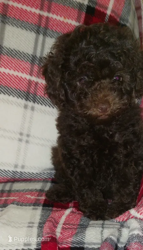 Hershey  – Poodle - Toy  puppy for sale in Clarksville, TN