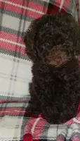 Hershey , a male Poodle - Toy  for sale in Clarksville, TN – 1 of 4