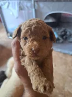Lucky, a male Poodle - Toy  for sale in Clarksville, TN – 5 of 5