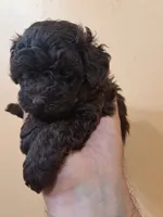 Hershey , a male Poodle - Toy  for sale in Clarksville, TN – 4 of 4
