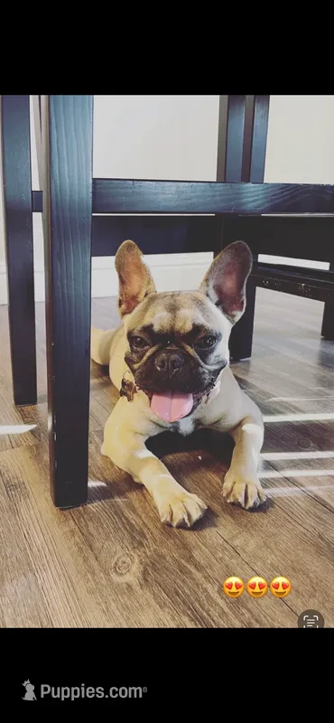 Mila  – French Bulldog puppy for sale in Ceres, CA