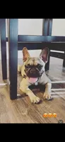 Mila , a female French Bulldog for sale in Ceres, CA – 1 of 2