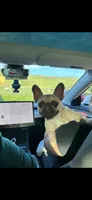 Mila , a female French Bulldog for sale in Ceres, CA – 2 of 2