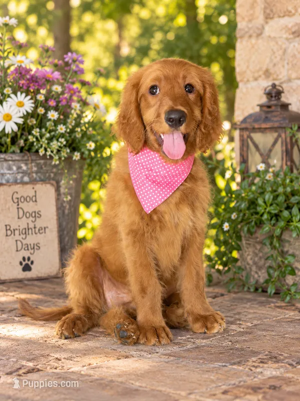 Tali - F1 standard – Goldendoodle puppy for sale in Austin, TX