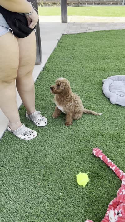 Xander - F1b Petite, a male Goldendoodle and Miniature Goldendoodle for sale in Austin, TX – 2 of 3