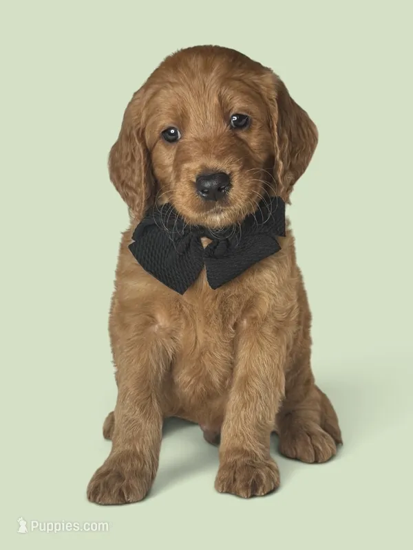 Cooper - F1 standard – Goldendoodle puppy for sale in Austin, TX