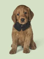 Cooper - F1 standard, a male Goldendoodle for sale in Austin, TX – 1 of 1