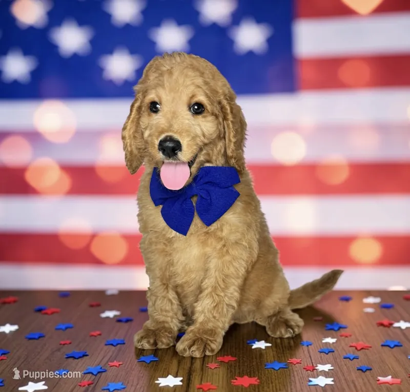 Tucker - F1b mini – Goldendoodle, Miniature Goldendoodle puppy for sale in Austin, TX