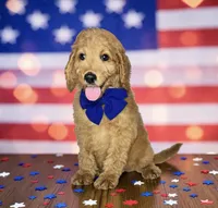 Tucker - F1b mini, a male Goldendoodle and Miniature Goldendoodle for sale in Austin, TX – 1 of 1
