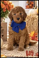 Binx - F1b mini, a male Miniature Goldendoodle for sale in Austin, TX – 1 of 1