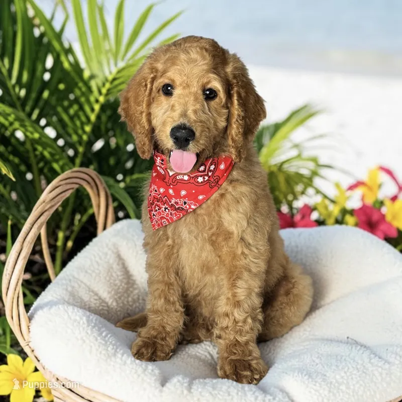 Tucker - F1b mini – Goldendoodle, Miniature Goldendoodle puppy for sale in Austin, TX