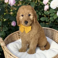 Bodie - F1 mini, a male Goldendoodle and Miniature Goldendoodle for sale in Austin, TX – 1 of 1