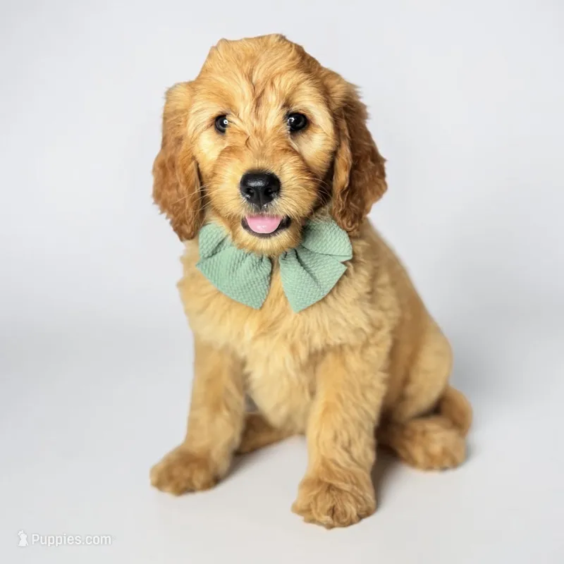 Arlo - F1 mini – Goldendoodle, Miniature Goldendoodle puppy for sale in Austin, TX