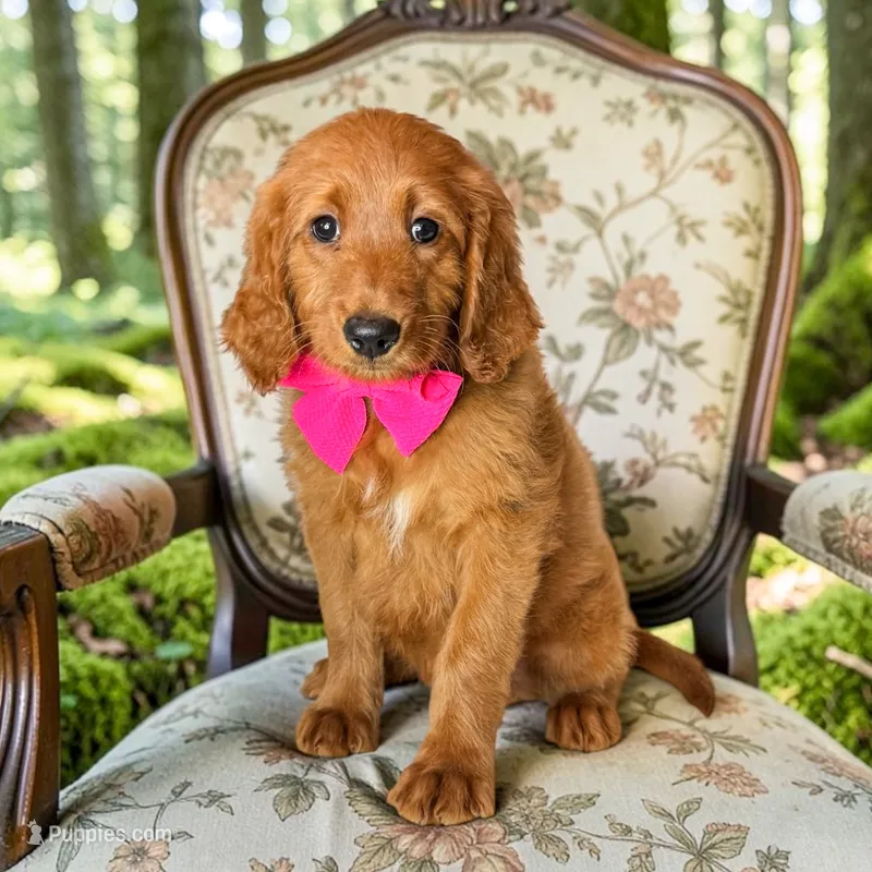 Tali - F1 standard – Goldendoodle puppy for sale in Austin, TX