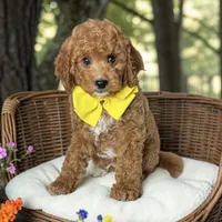 Woody - F1b Petite, a male Miniature Goldendoodle for sale in Austin, TX – 1 of 1