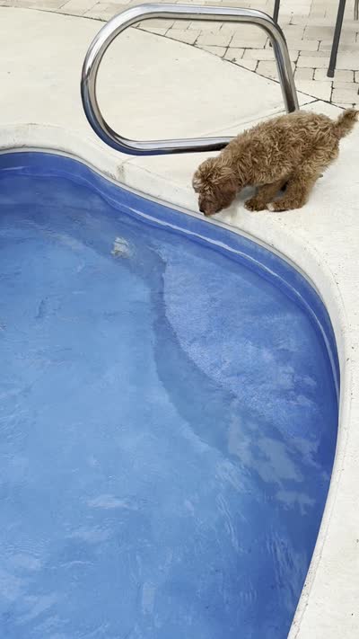 Xander - F1b Petite, a male Goldendoodle and Miniature Goldendoodle for sale in Austin, TX – 3 of 3