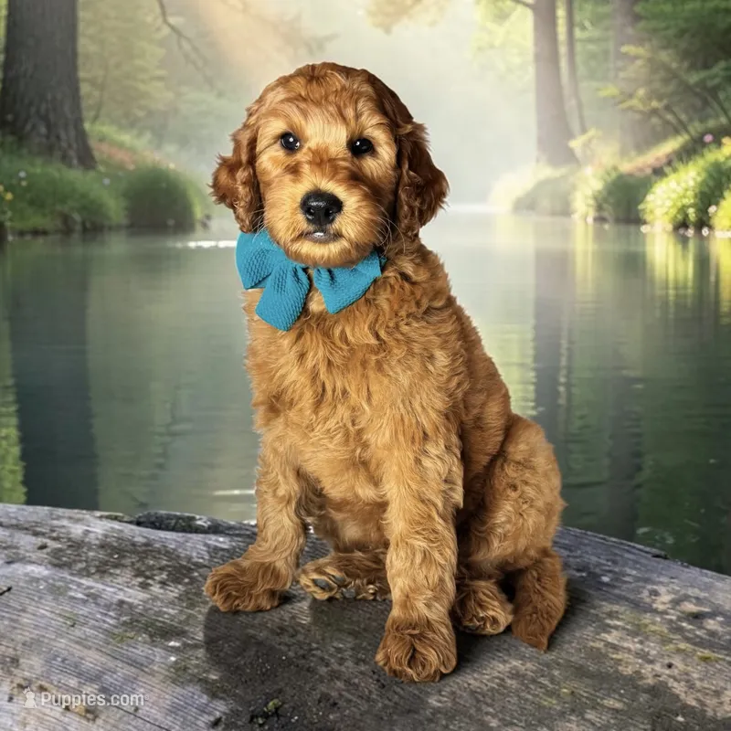 Roxy - F1b mini – Goldendoodle, Miniature Goldendoodle puppy for sale in Austin, TX