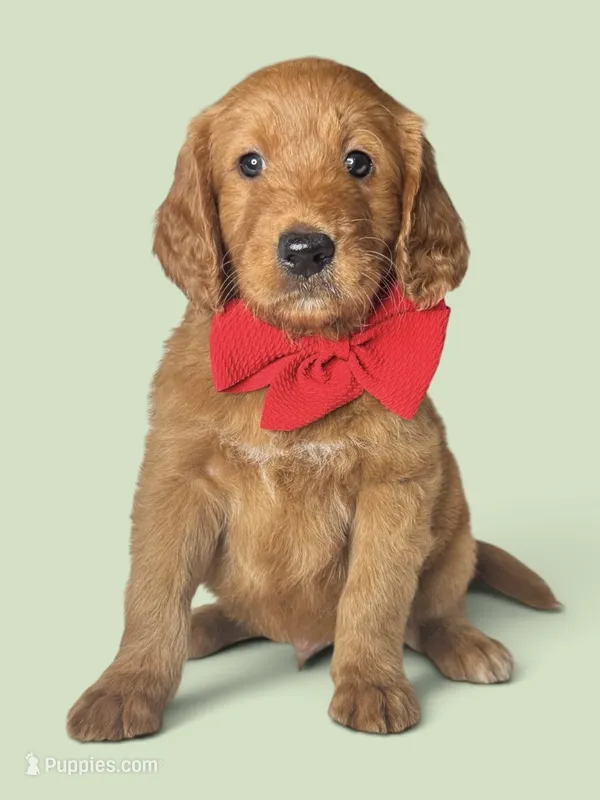 Judd - f1 standard – Goldendoodle puppy for sale in Austin, TX