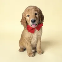 Beau - F1b mini, a male Goldendoodle and Miniature Goldendoodle for sale in Austin, TX – 1 of 1