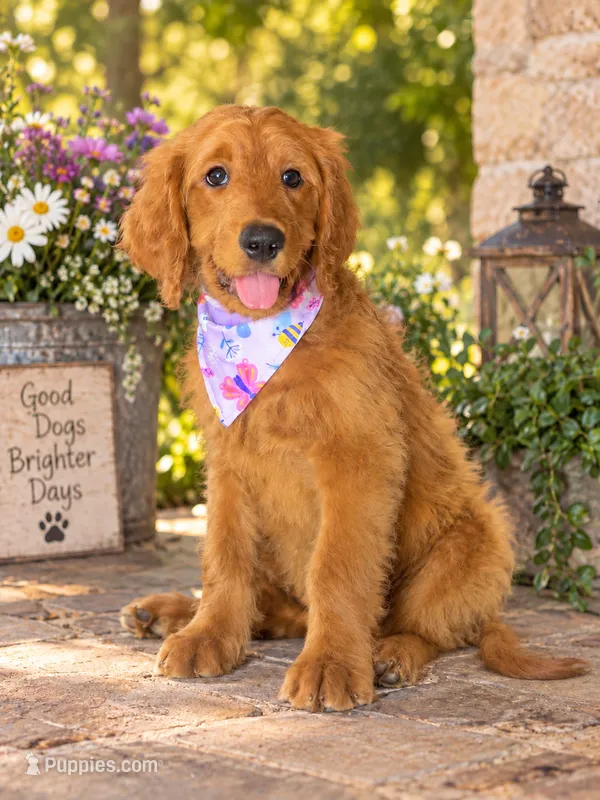 Emme - F1 Standard – Goldendoodle puppy for sale in Austin, TX