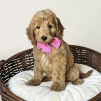 Gigi - F1b mini, a female Goldendoodle and Miniature Goldendoodle for sale in Austin, TX – 1 of 1