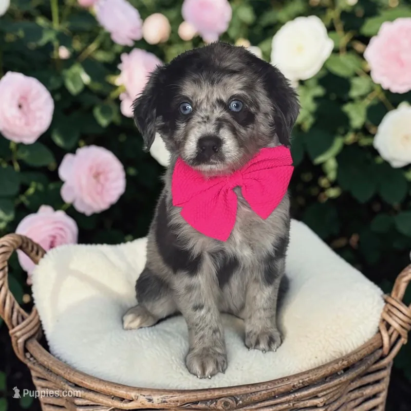 Misty – Aussiedoodle puppy for sale in Austin, TX
