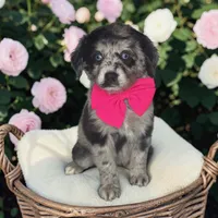 Misty, a female Aussiedoodle for sale in Austin, TX – 1 of 1