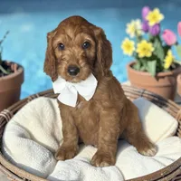 Bennett - F1 Standard, a male Goldendoodle for sale in Austin, TX – 1 of 1
