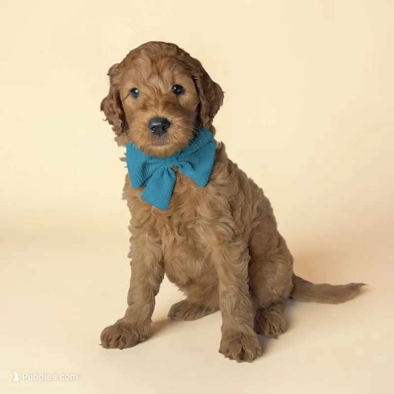 Roxy - F1b mini – Goldendoodle, Miniature Goldendoodle puppy for sale in Austin, TX