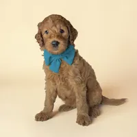 Roxy - F1b mini, a female Goldendoodle and Miniature Goldendoodle for sale in Austin, TX – 1 of 1