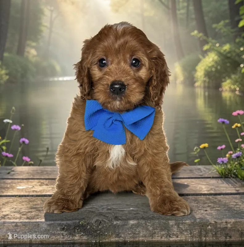 Teddy - F1 Medium – Miniature Goldendoodle puppy for sale in Austin, TX