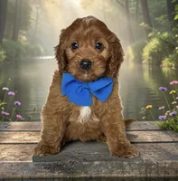 Teddy - F1 Medium, a male Miniature Goldendoodle for sale in Austin, TX – 1 of 1