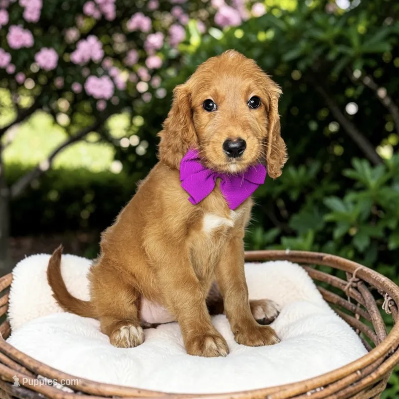 Marigold - F1 Standard – Goldendoodle puppy for sale in Austin, TX
