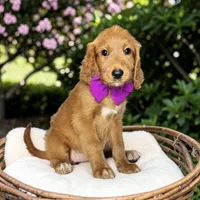Marigold - F1 Standard, a female Goldendoodle for sale in Austin, TX – 1 of 2