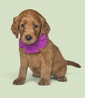 Emme - F1 Standard, a female Goldendoodle for sale in Austin, TX – 1 of 1