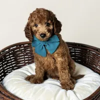 Pippa - F1b mini, a female Goldendoodle and Miniature Goldendoodle for sale in Austin, TX – 1 of 1