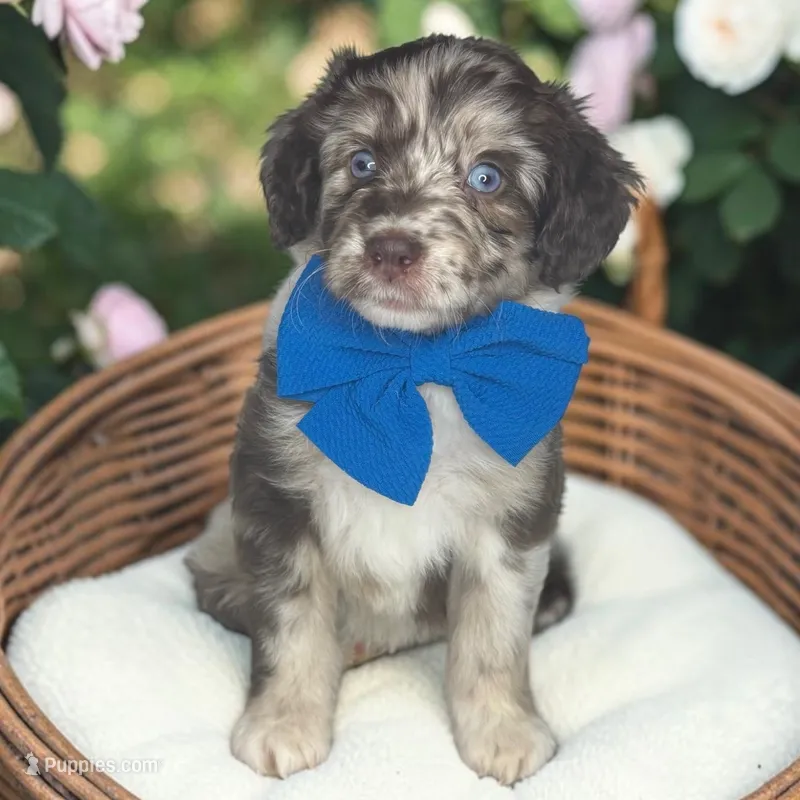 Blue – Aussiedoodle puppy for sale in Austin, TX