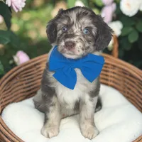 Blue, a male Aussiedoodle for sale in Austin, TX – 1 of 1