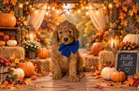 Gomez - F1b Mini, a male Miniature Goldendoodle for sale in Austin, TX – 1 of 1