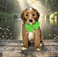Beau - F1 Medium, a male Goldendoodle and Miniature Goldendoodle for sale in Austin, TX – 1 of 1
