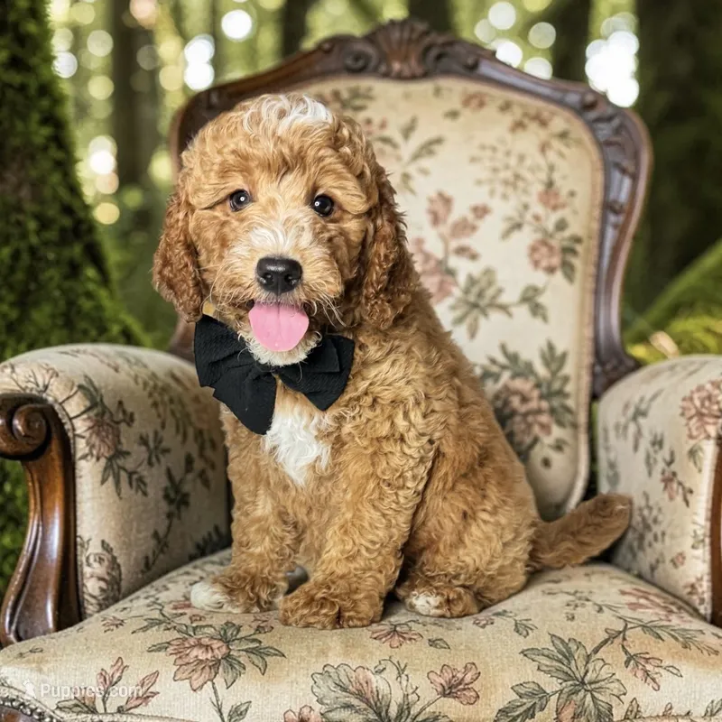 Rex - F1b Petite – Goldendoodle, Miniature Goldendoodle puppy for sale in Austin, TX