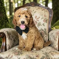 Rex - F1b Petite, a male Goldendoodle and Miniature Goldendoodle for sale in Austin, TX – 1 of 2