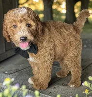 Rex - F1b Petite, a male Goldendoodle and Miniature Goldendoodle for sale in Austin, TX – 2 of 2