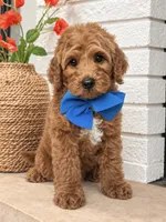 Jack - F1b Petite, a male Miniature Goldendoodle for sale in Austin, TX – 1 of 1