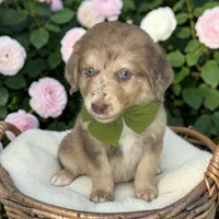 Chai, a male Aussiedoodle for sale in Austin, TX – 1 of 1