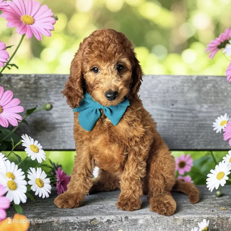 Pippa - F1b mini – Goldendoodle, Miniature Goldendoodle puppy for sale in Austin, TX