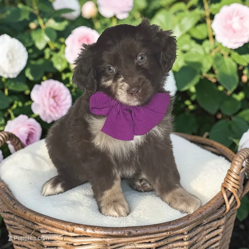Mocha – Aussiedoodle puppy for sale in Austin, TX
